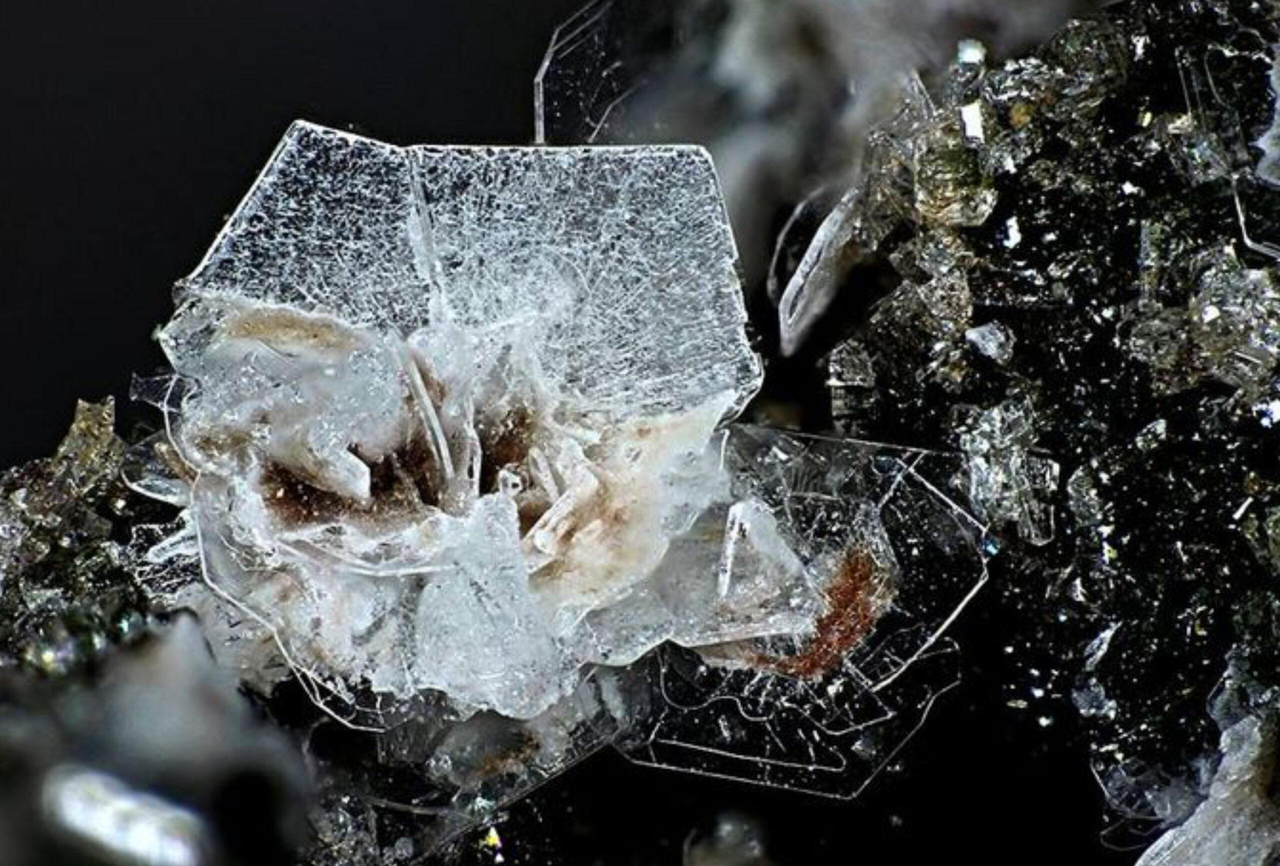 A Garden of Feelings