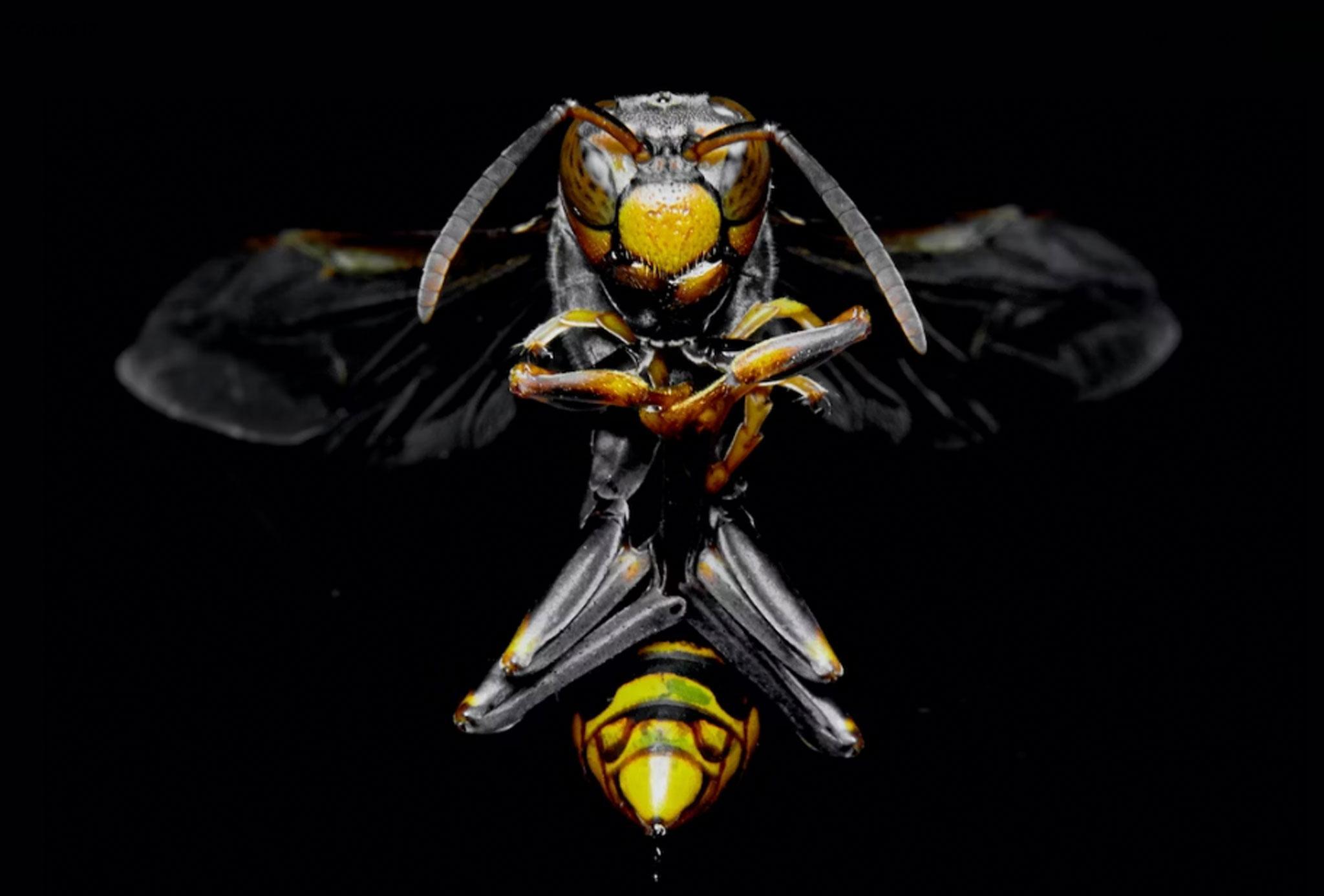 Image of a wasp as seen from the underside, wings outspread, stinger aimed at the viewer, in an eerie symmetry with its head and compound eyes, its legs folded in up between.