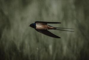 Spring Flight